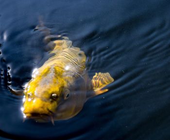 Close-up of fish swimming in water