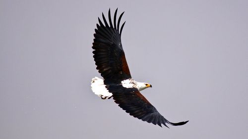 Low angle view of eagle flying against clear sky