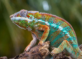 Close-up of lizard