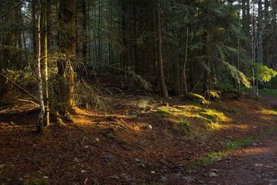 Scenic view of forest