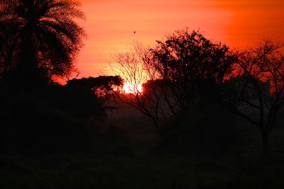 Silhouette of trees at sunset