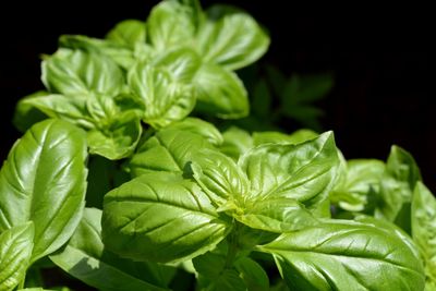 Close-up of fresh green leaves against black background