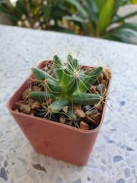 High angle view of succulent plant on table