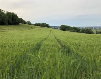 Scenic view of agricultural field against sky