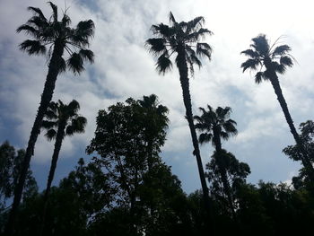 Low angle view of palm trees against sky