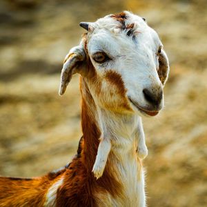 Close-up of goat