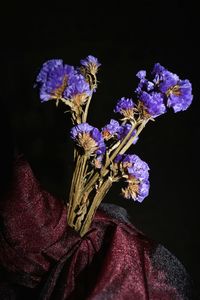 Close-up of purple flowers against black background