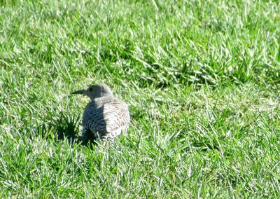 Rear view of bird on field