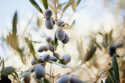 Close-up of olive tree