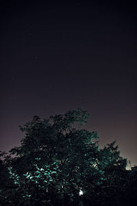 Low angle view of trees against sky at night