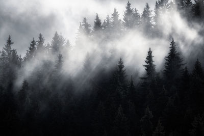 Low angle view of trees against sky