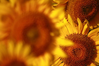 Close-up of sunflower