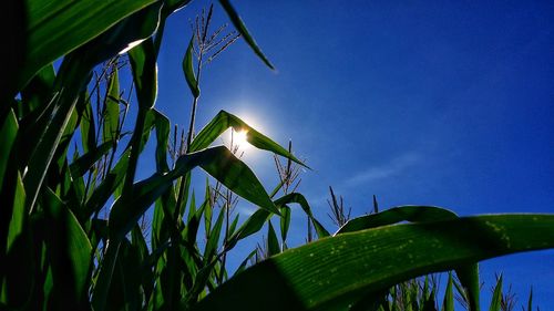 Low angle view of plants against blue sky