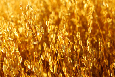 Full frame shot of wheat field