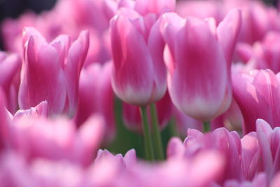 Close-up of pink tulips