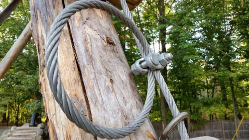 Close-up of tree trunk