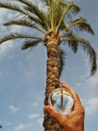 Low angle view of hand holding palm tree against sky