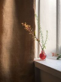 Potted plant on table at home