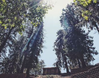 Low angle view of trees by building against sky