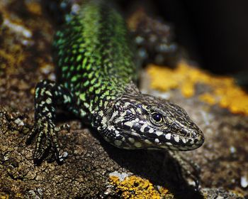 Close-up view of an animal