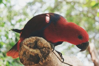 Low angle view of parrot perching on tree