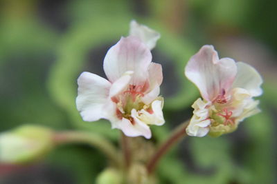 Close-up of pink flowers