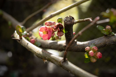 Close-up of pink flower buds on branch