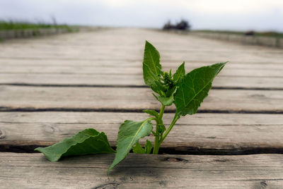 Close-up of green leaves on wooden table
