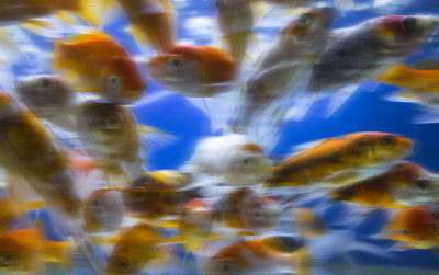 Low angle view of fishes swimming in sea