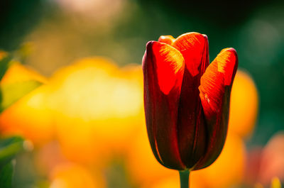 Close-up of red poppy tulip