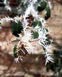 Close-up of wilted plant