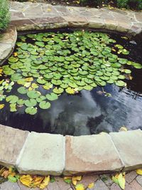 High angle view of leaves in pond