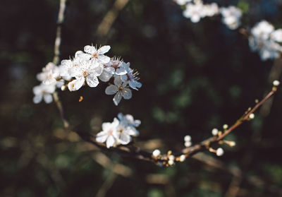 Close-up of cherry blossoms in spring