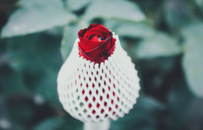 Close-up of red rose