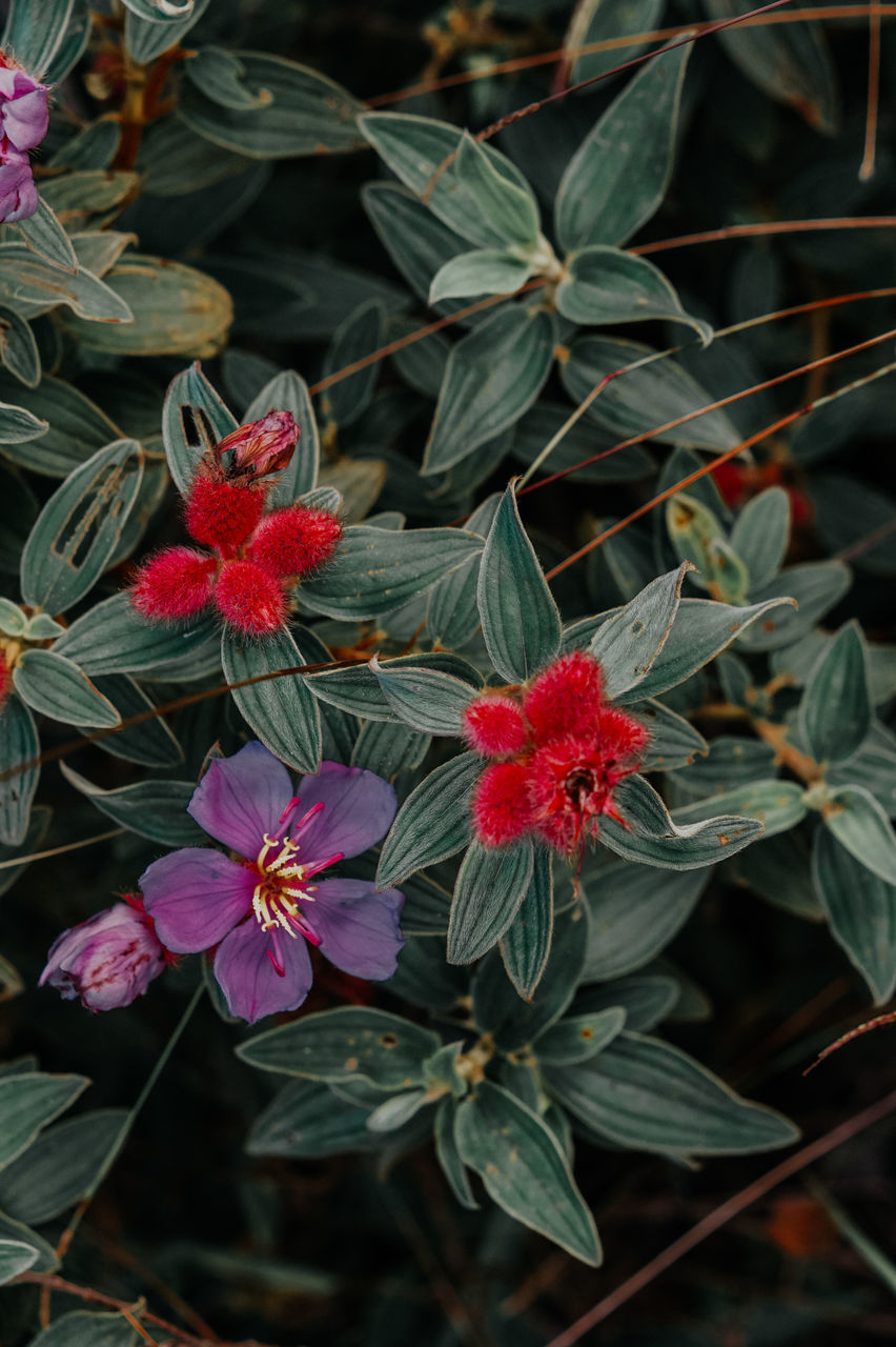 CLOSE-UP OF RED FLOWERING PLANT