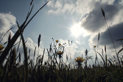 Close-up of flowers on field against sky