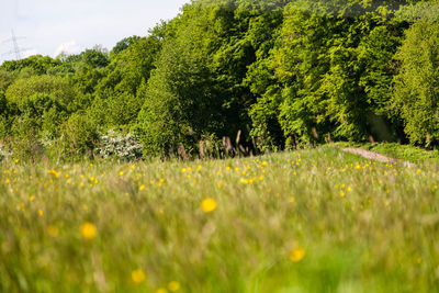 Scenic view of grassy field against trees