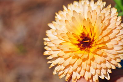 Close-up of flower blooming outdoors