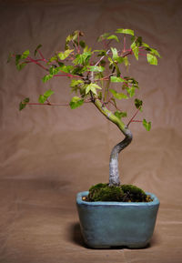 Close-up of potted plant on table