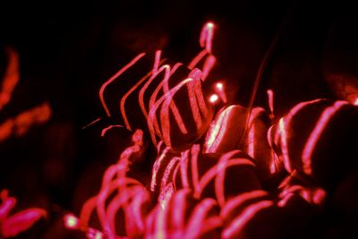 Close-up of illuminated christmas lights