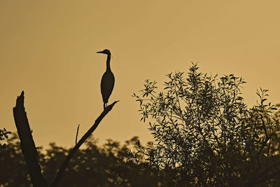 Low angle view of bird perching on a plant