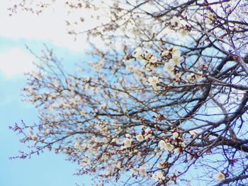 Low angle view of cherry blossoms