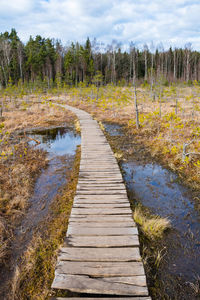 Boardwalk amidst plants in garden