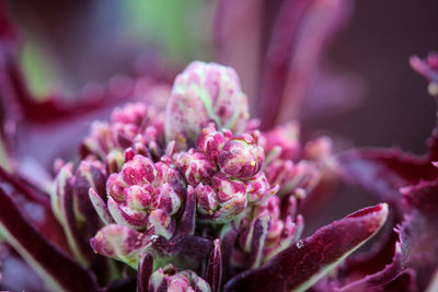 Close-up of pink rose flower