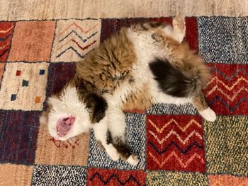 High angle view of cat lying on floor