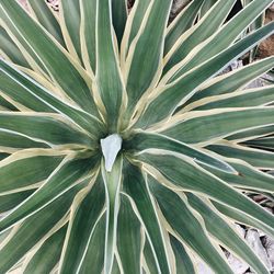Full frame shot of flower