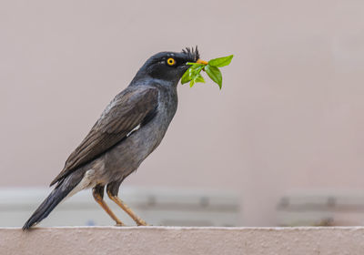 Close-up of bird perching on a wall