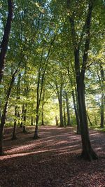 Trees growing in forest during autumn