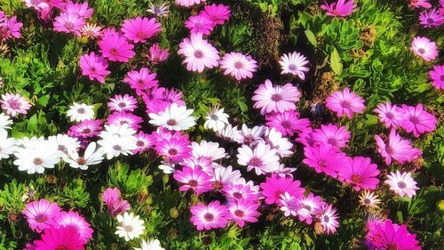 Full frame shot of pink flowers