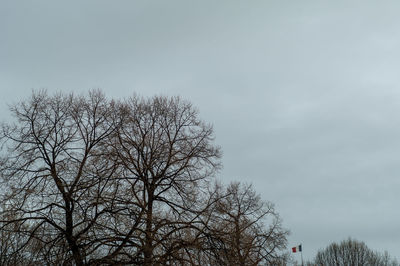 Low angle view of bare tree against clear sky